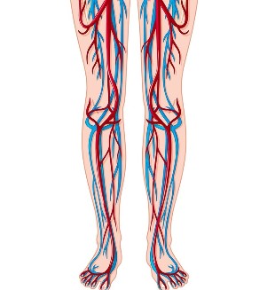 Localisation des veines et des artères dans les jambes