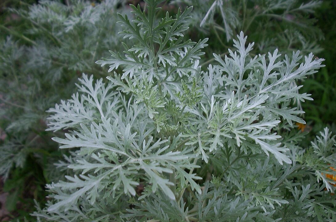 Wormwood contre les varices